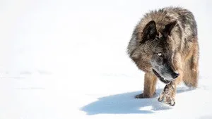 Vahşi Yolculuk: Yellowstone 1. sezon 1. bölüm görseli