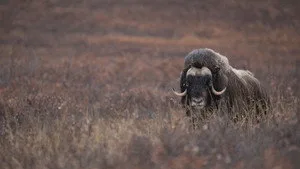 Alaska'nın Bozayıları 1. sezon 3. bölüm görseli