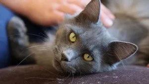 Rocky Mountain Animal Rescue 1. sezon 1. bölüm görseli