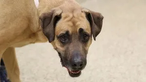 Rocky Mountain Animal Rescue 1. sezon 3. bölüm görseli