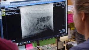 Yetenekli Doktor Pol 23. sezon 6. bölüm görseli