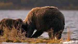 Alaska'nın Bozayıları 1. sezon 1. bölüm görseli