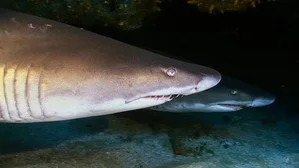When Sharks Attack 5. sezon 9. bölüm görseli