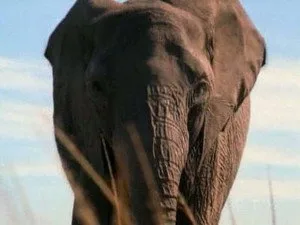 5. Bölüm