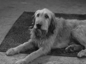 Alfred Hitchcock Sunar 5. sezon 23. bölüm görseli