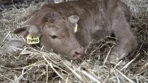 This Farming Life 1. sezon 5. bölüm görseli