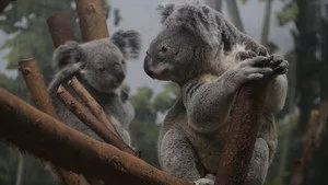 Secrets of the Zoo: Tampa 4. sezon 7. bölüm görseli