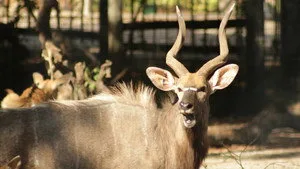 Secrets of the Zoo: Tampa 4. sezon 11. bölüm görseli