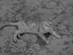 Alfred Hitchcock Sunar 3. sezon 12. bölüm görseli