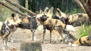 8. Bölüm