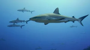 When Sharks Attack 6. sezon 1. bölüm görseli