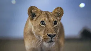 Aslan Otlakları