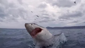 When Sharks Attack 5. sezon 5. bölüm görseli