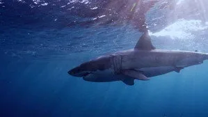 When Sharks Attack 5. sezon 7. bölüm görseli
