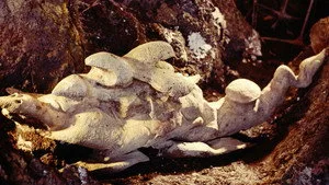 16. Bölüm