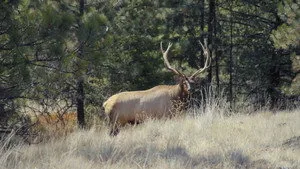MeatEater 8. sezon 2. bölüm görseli