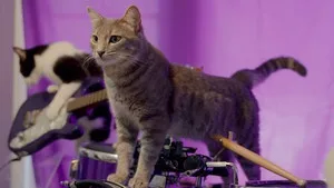 Cat People 1. sezon 2. bölüm görseli