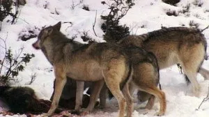 4. Bölüm