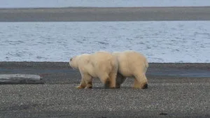 Alaska'nın Bozayıları 1. sezon 2. bölüm görseli