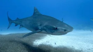 When Sharks Attack 6. sezon 2. bölüm görseli