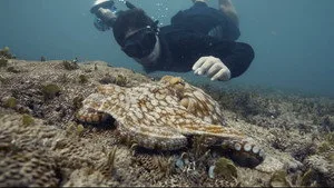Octopus! 1. sezon 1. bölüm görseli