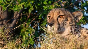 Big Cats 24/7 2. sezon 4. bölüm görseli