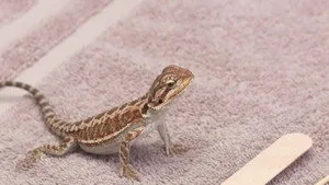 9. Bölüm