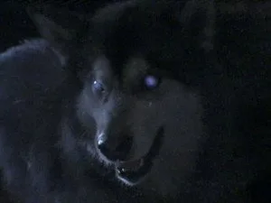 Are You Afraid of the Dark? 6. sezon 7. bölüm görseli