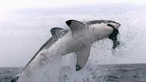 When Sharks Attack 5. sezon 3. bölüm görseli