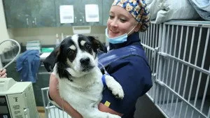 Rocky Mountain Animal Rescue 1. sezon 2. bölüm görseli