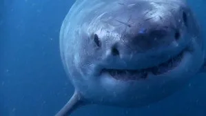 When Sharks Attack 5. sezon 8. bölüm görseli