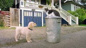 Kedi Akademisi
