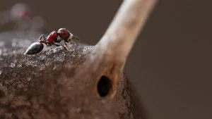 Gerçek Bir Böceğin Yaşamı 1. sezon 4. bölüm görseli