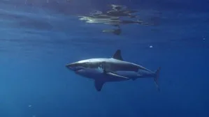 When Sharks Attack 4. sezon 6. bölüm görseli