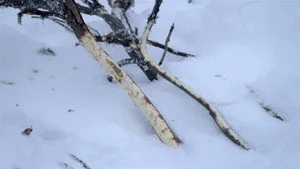Sıfırın Altında Yaşam 21. sezon 10. bölüm görseli