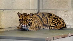 Secrets of the Zoo: Tampa 4. sezon 12. bölüm görseli