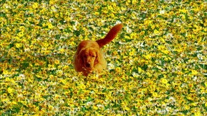 Pushing Daisies 2. sezon 13. bölüm görseli