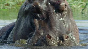 5. Bölüm