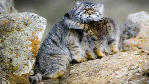 Big Cats 1. sezon 2. bölüm görseli