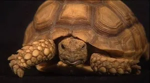 My Name Is Earl 0. sezon 9. bölüm görseli
