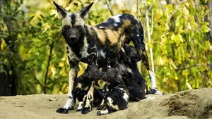 Yavru Yaban Köpeğinin Hikâyesi