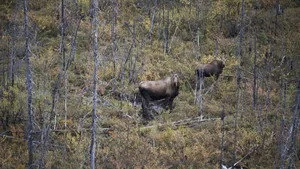 Alaska'nın Bozayıları 1. sezon 5. bölüm görseli