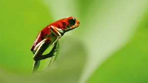 David Attenborough ile Yaşamın Renkleri 1. sezon 1. bölüm görseli