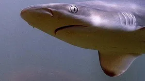 When Sharks Attack 1. sezon 1. bölüm görseli