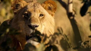 Big Cats 24/7 2. sezon 1. bölüm görseli