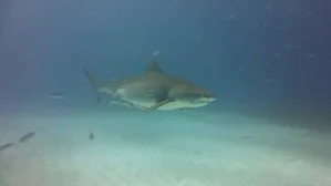 When Sharks Attack 2. sezon 2. bölüm görseli