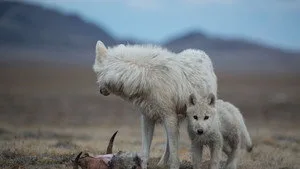 Beyaz Kurtlar Krallığı 1. sezon 2. bölüm görseli