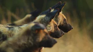 Botswana'nın Yaban Köpekleri