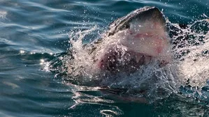 When Sharks Attack 3. sezon 1. bölüm görseli