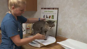 Yetenekli Doktor Pol 17. sezon 5. bölüm görseli